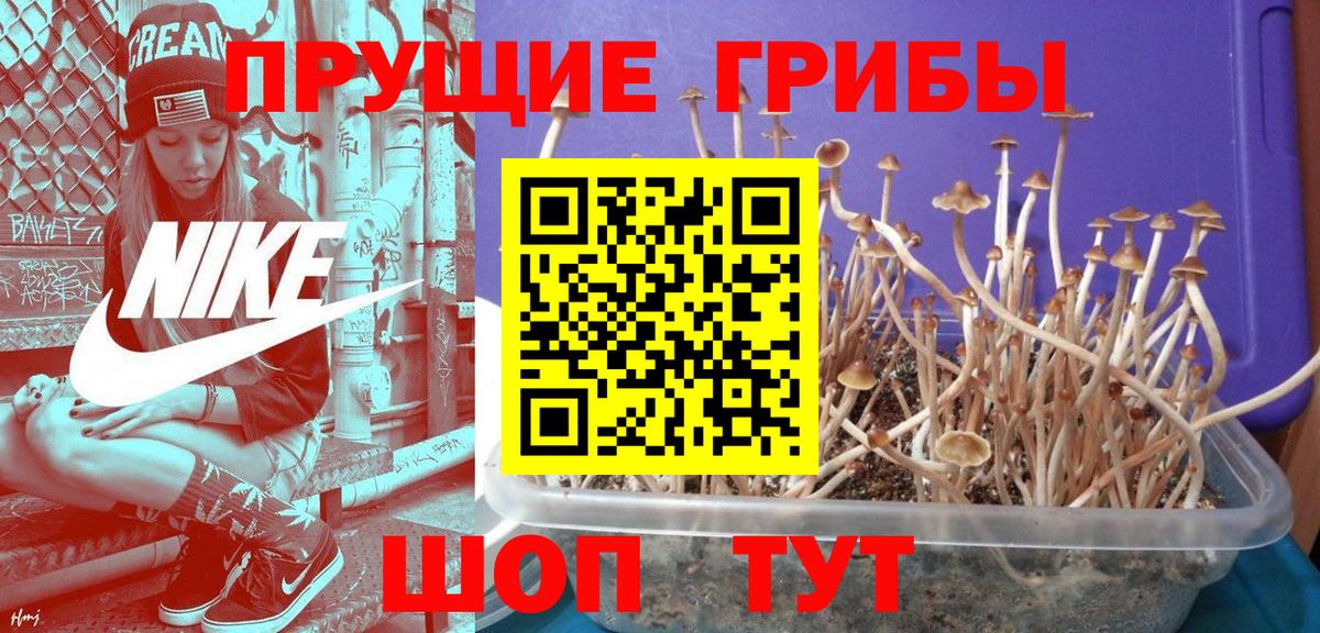 Псков  Галлюциногенные грибы Psilocybe  Вход с VPN 